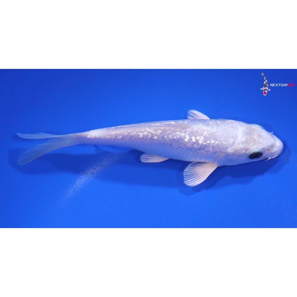 5” Imported Gin Rin Platinum Ogon