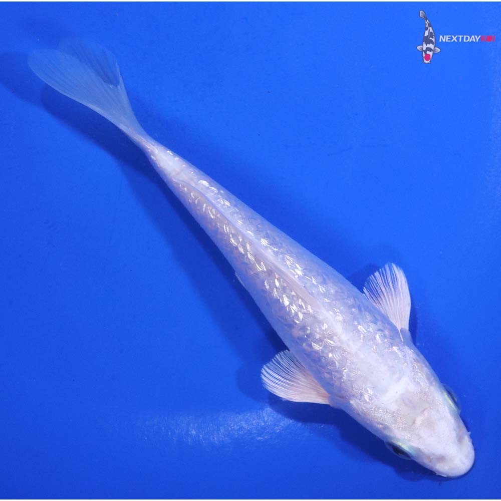 5” Imported Gin Rin Platinum Ogon