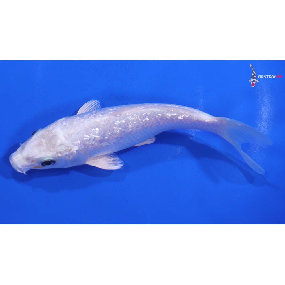 5” Imported Gin Rin Platinum Ogon