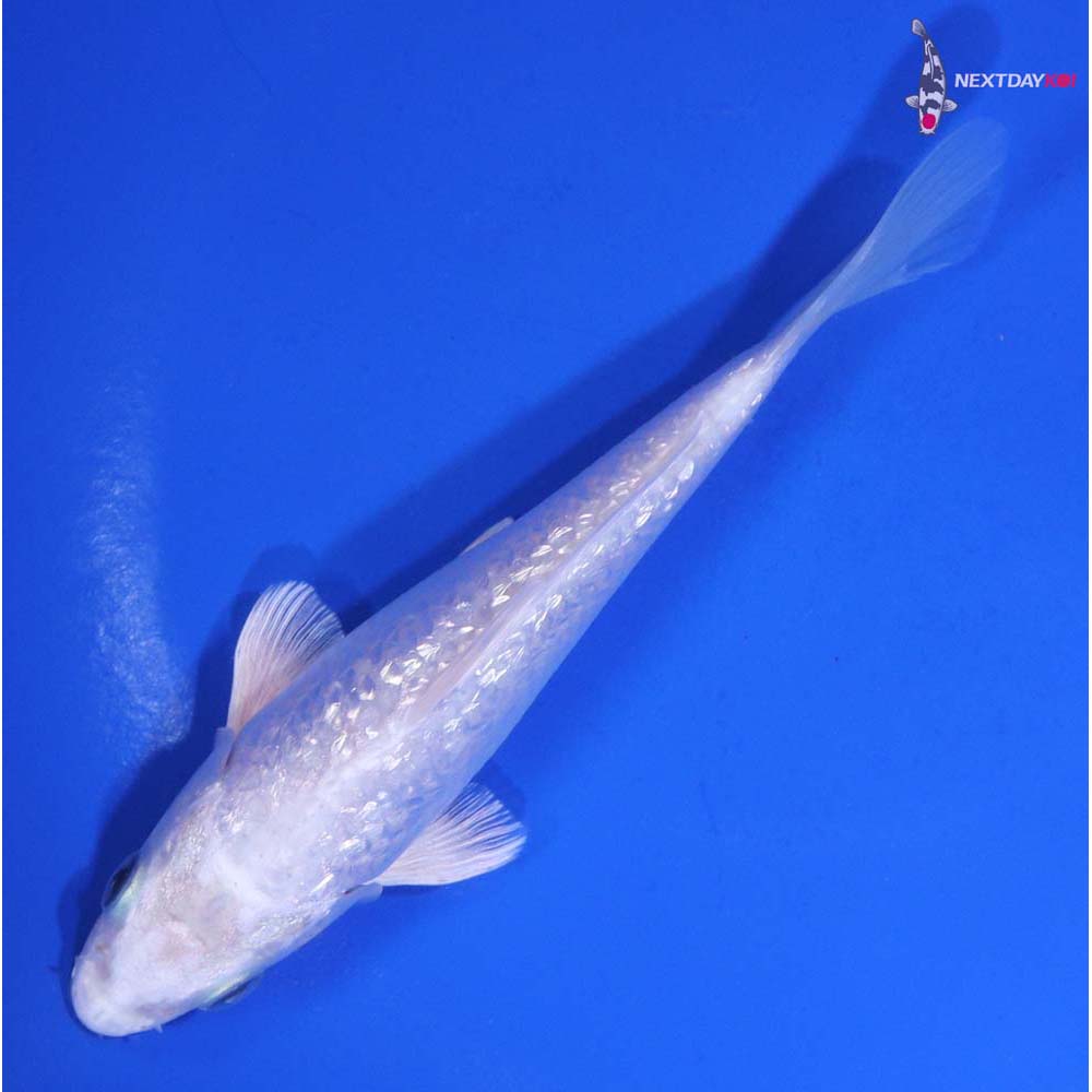 5” Imported Gin Rin Platinum Ogon