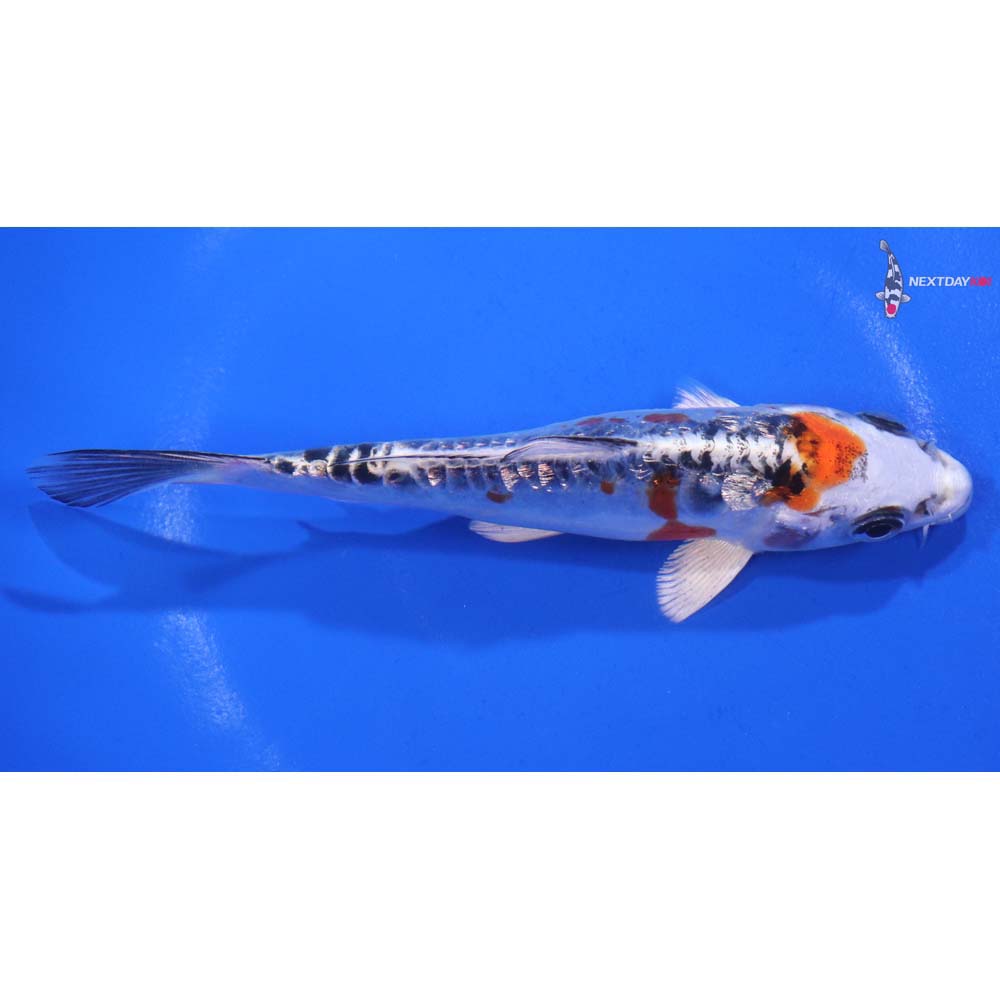 5.5” Imported Gin Rin Doitsu Blue Kujaku