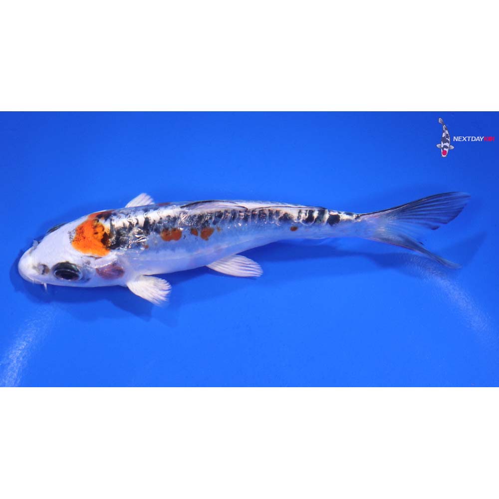 5.5” Imported Gin Rin Doitsu Blue Kujaku