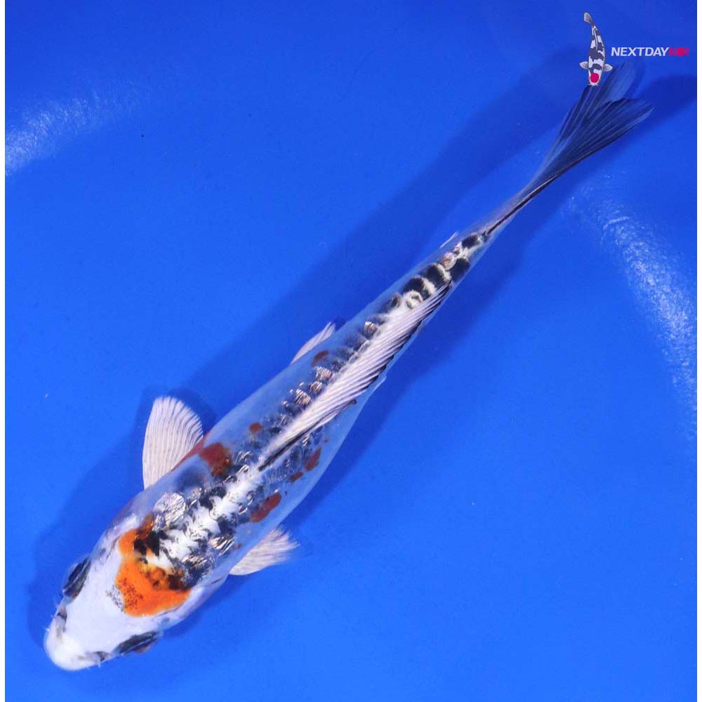 5.5” Imported Gin Rin Doitsu Blue Kujaku