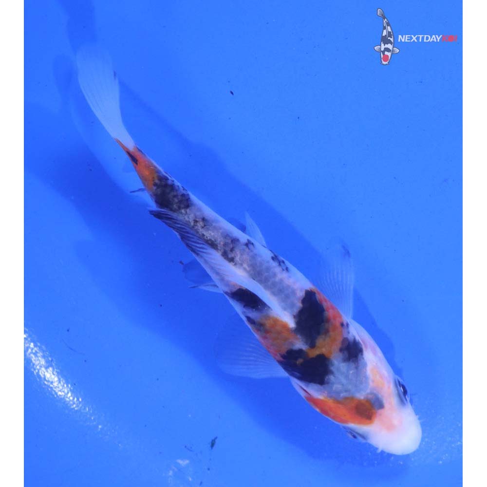 4” Imported Sanke