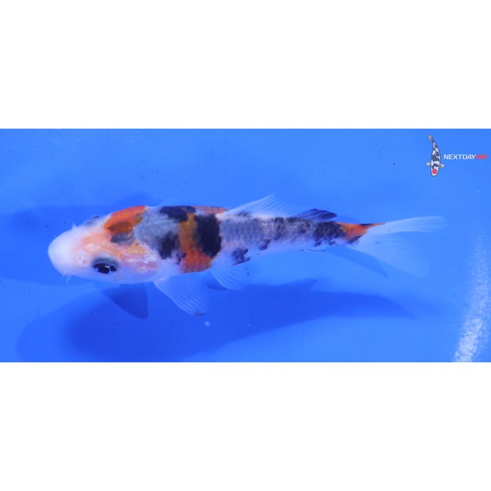 4” Imported Sanke
