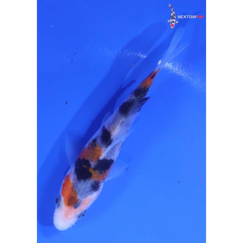 4” Imported Sanke