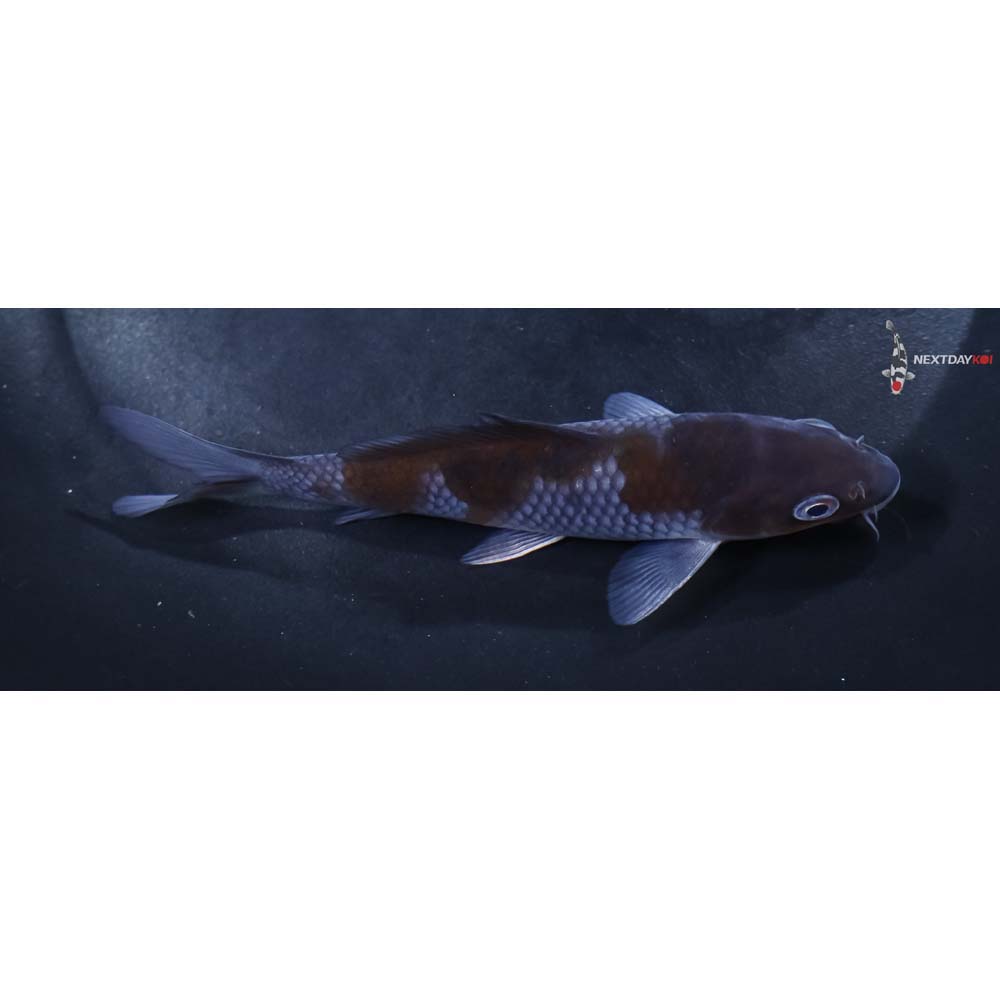 4.5” Imported Ochiba Shigure