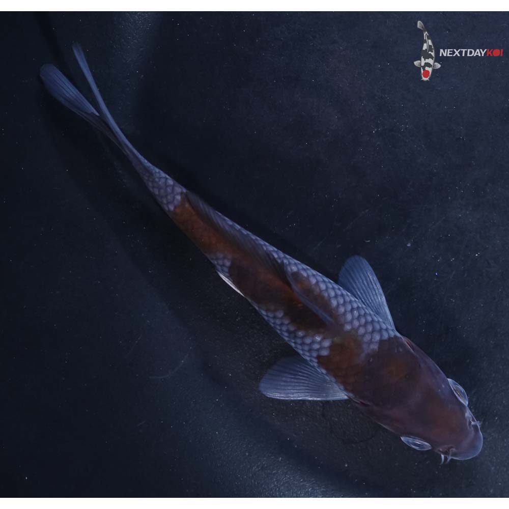 4.5” Imported Ochiba Shigure