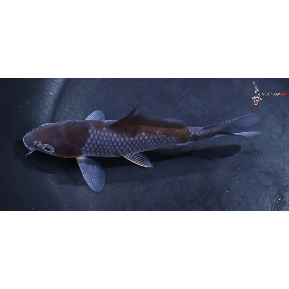 4.5” Imported Ochiba Shigure