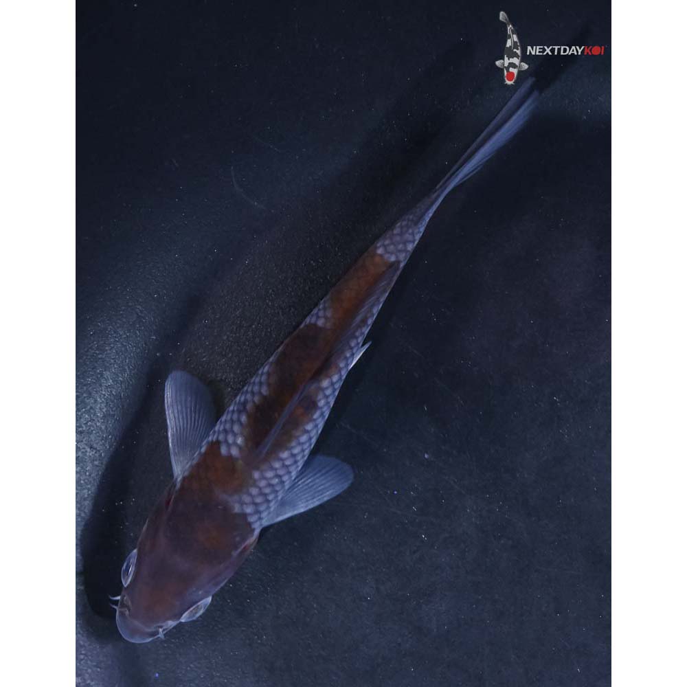 4.5” Imported Ochiba Shigure