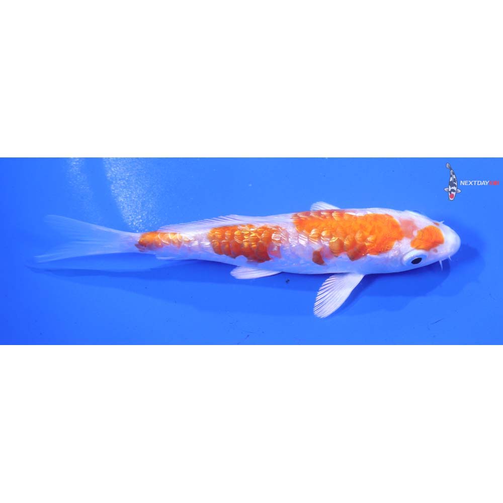 4.5” Imported Gin Rin Armor Scaled Hariwake