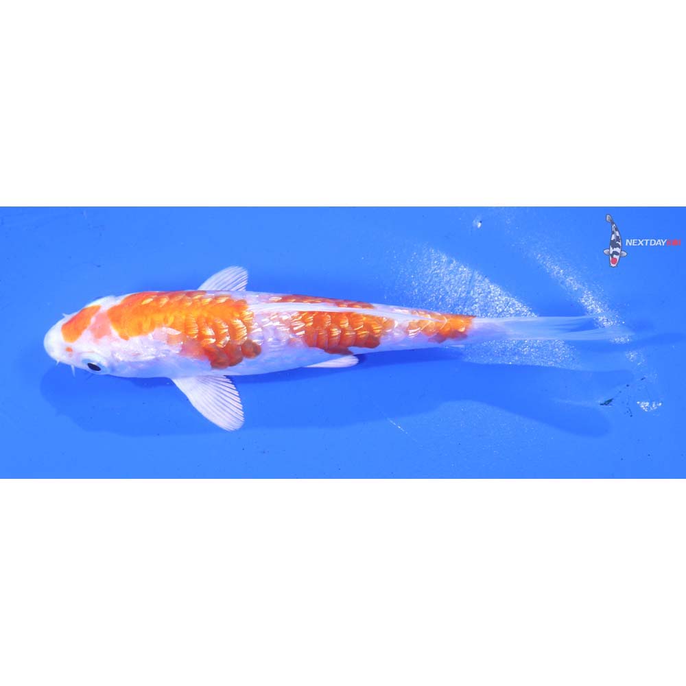 4.5” Imported Gin Rin Armor Scaled Hariwake