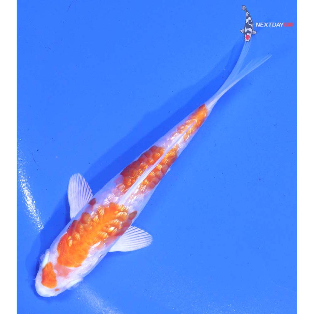 4.5” Imported Gin Rin Armor Scaled Hariwake