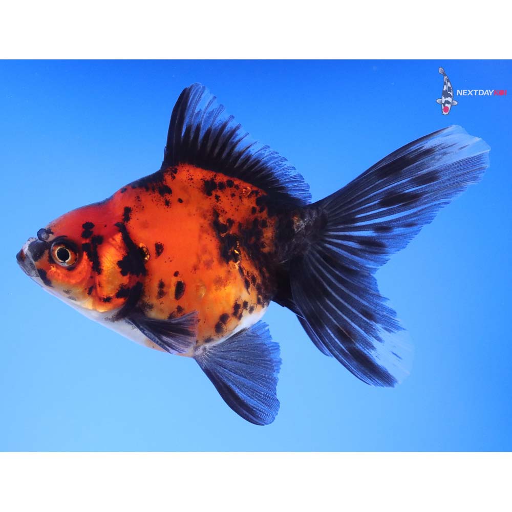 4.5” Imported Calico Ryukin