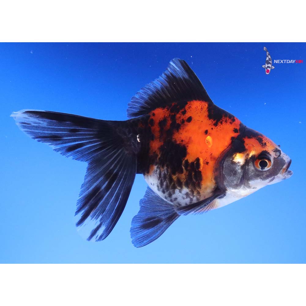 4.5” Imported Calico Ryukin