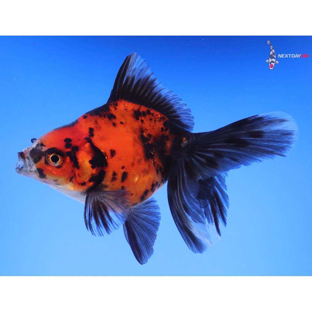 4.5” Imported Calico Ryukin