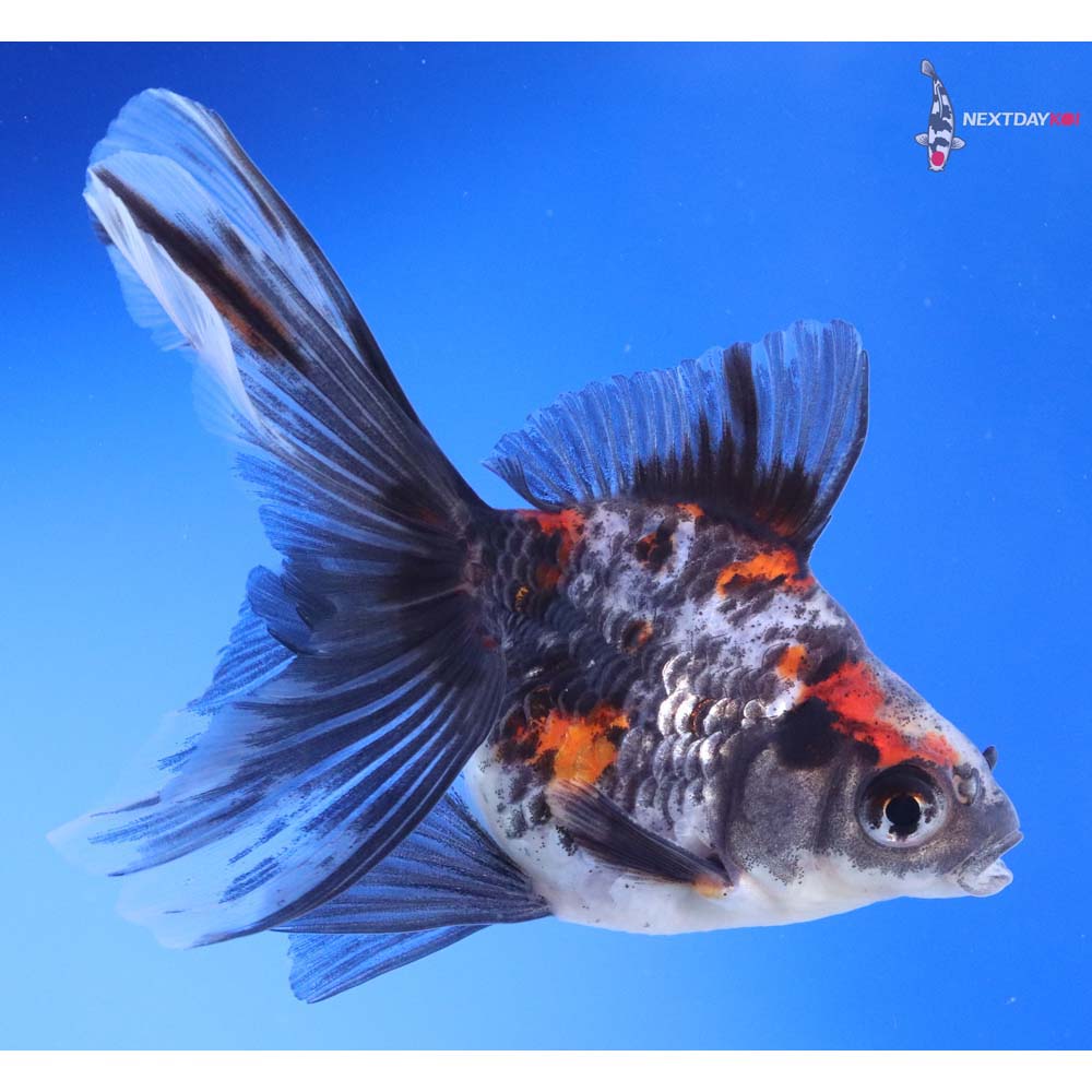 4.5” Imported Calico Ryukin