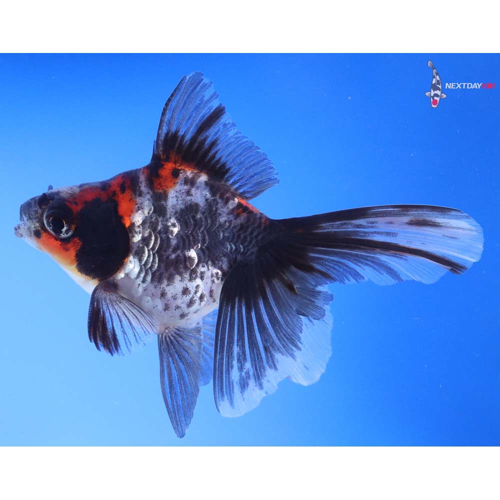 4.5” Imported Calico Ryukin