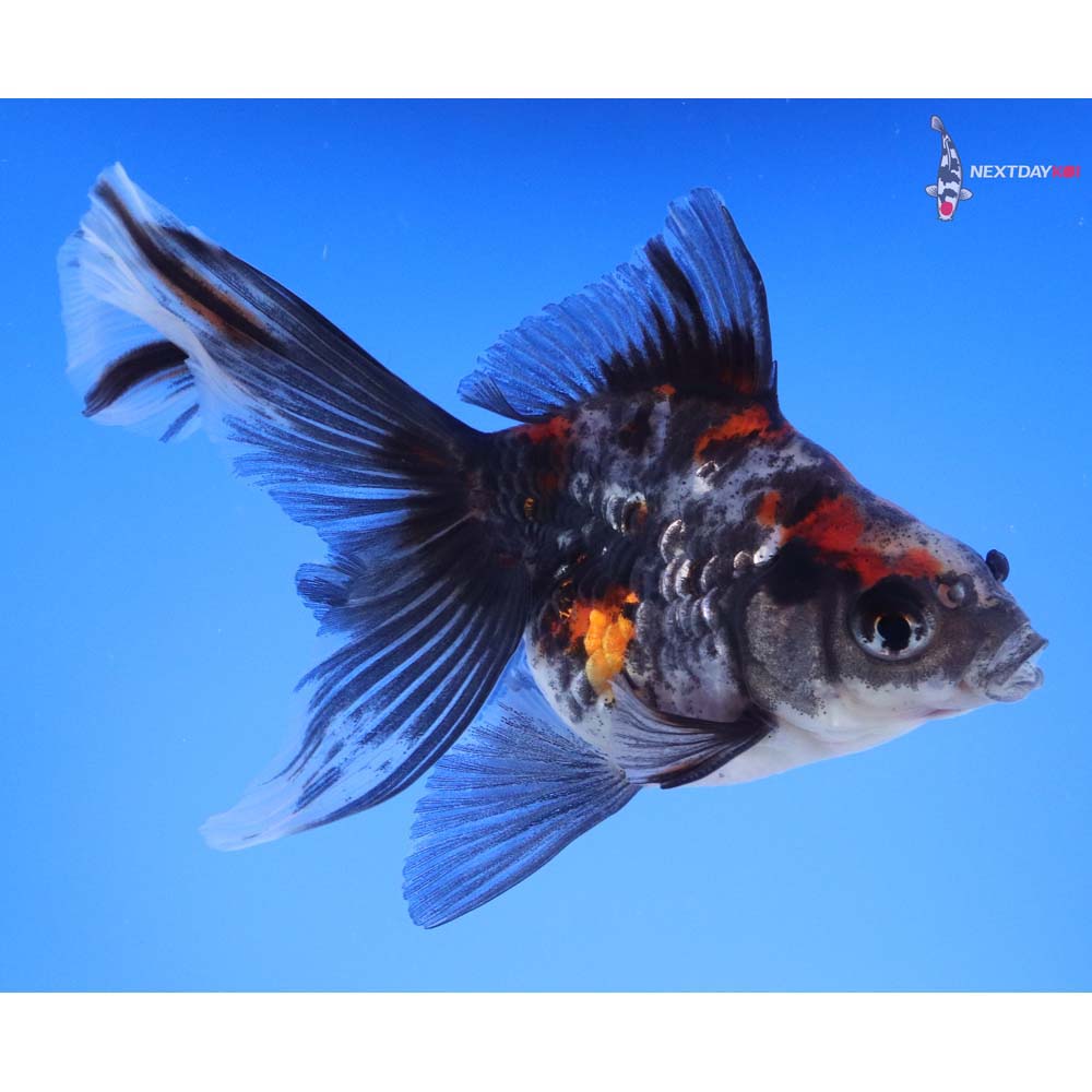 4.5” Imported Calico Ryukin