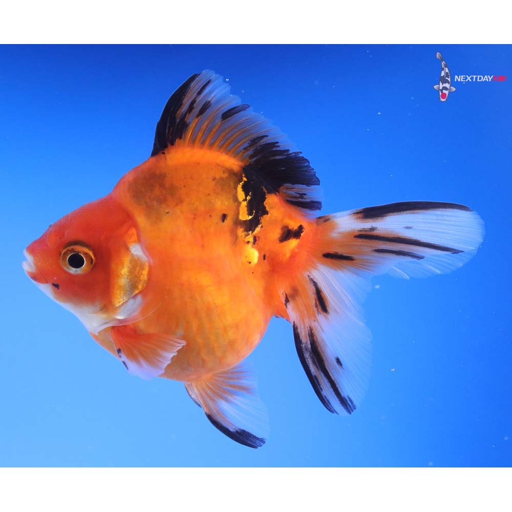 4” Imported Calico Ryukin