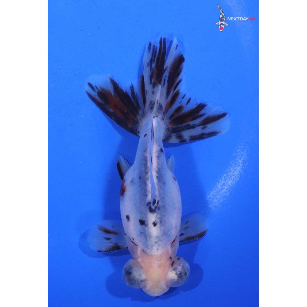 4.5” Imported Calico Telescope Fantail