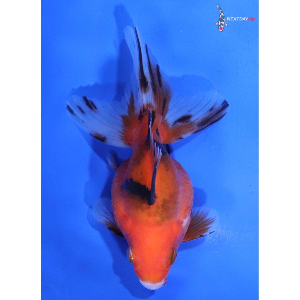 4” Imported Calico Ryukin