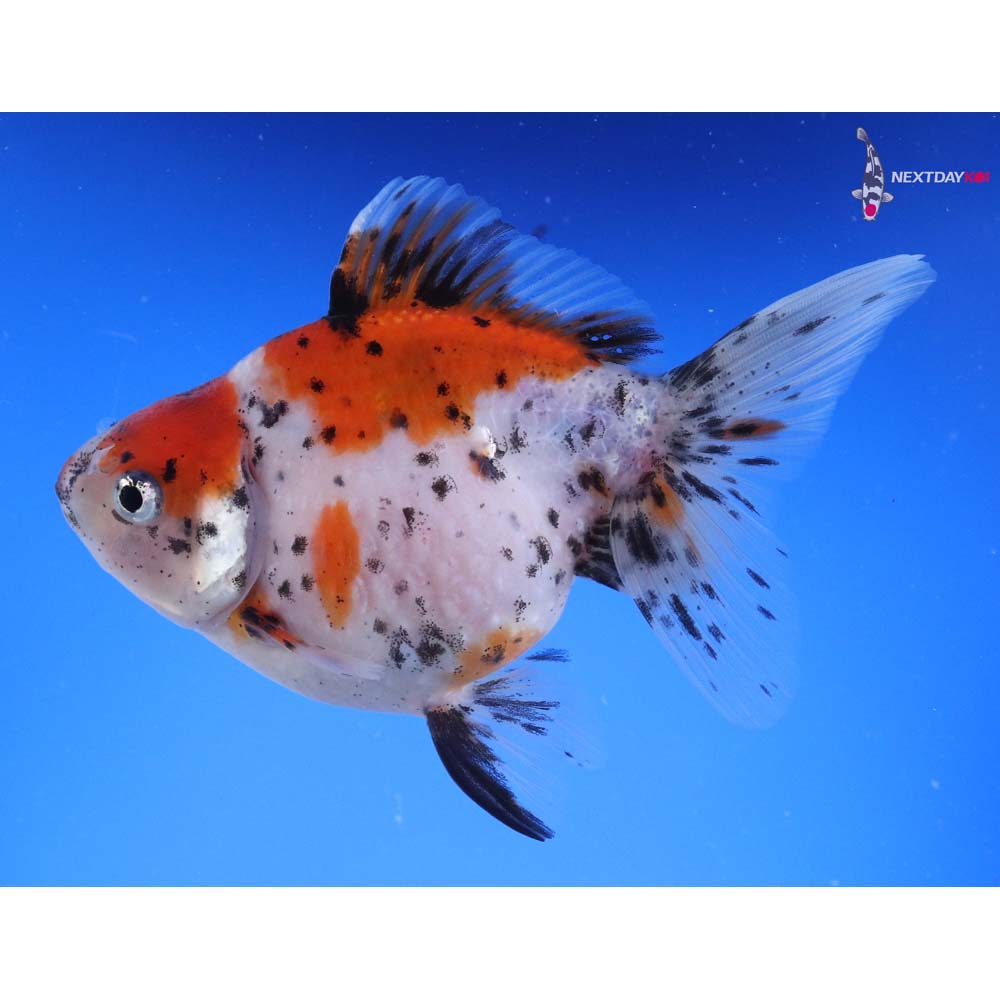 4.5” Imported Calico Pearlscale