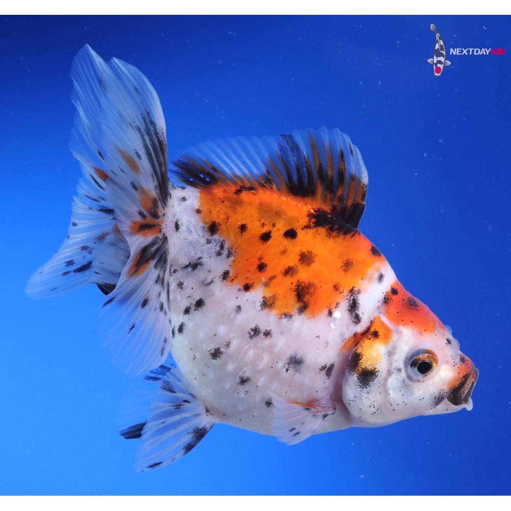 4.5” Imported Calico Pearlscale