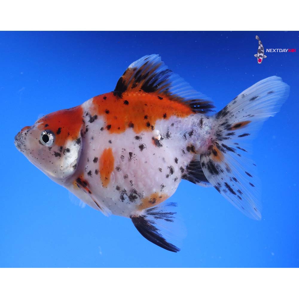 4.5” Imported Calico Pearlscale