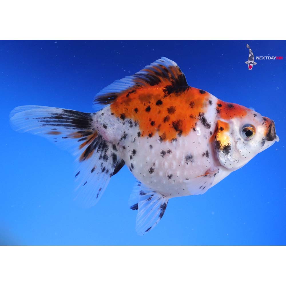 4.5” Imported Calico Pearlscale