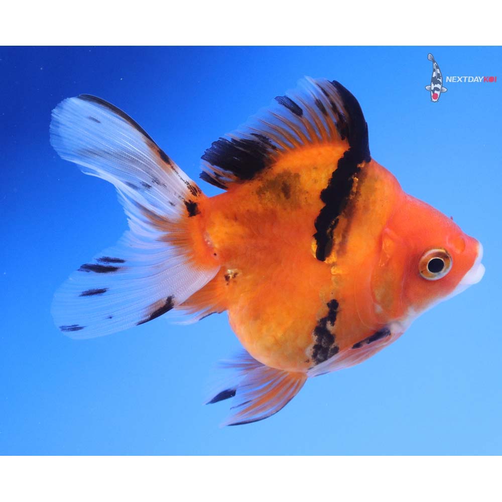 4” Imported Calico Ryukin