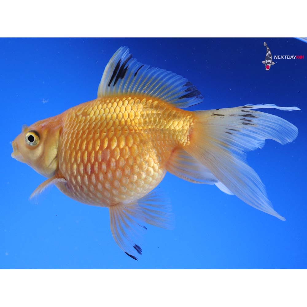 4.5” Imported Yellow Pearlscale