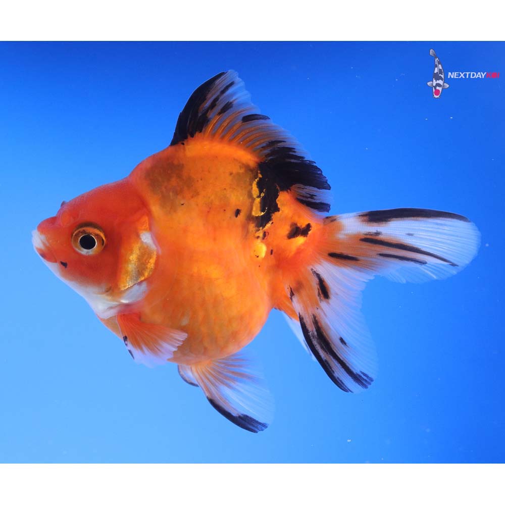 4” Imported Calico Ryukin