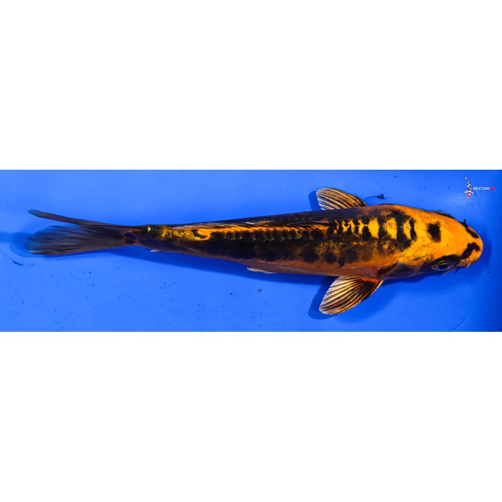 6” Imported Kin Kikokuryu