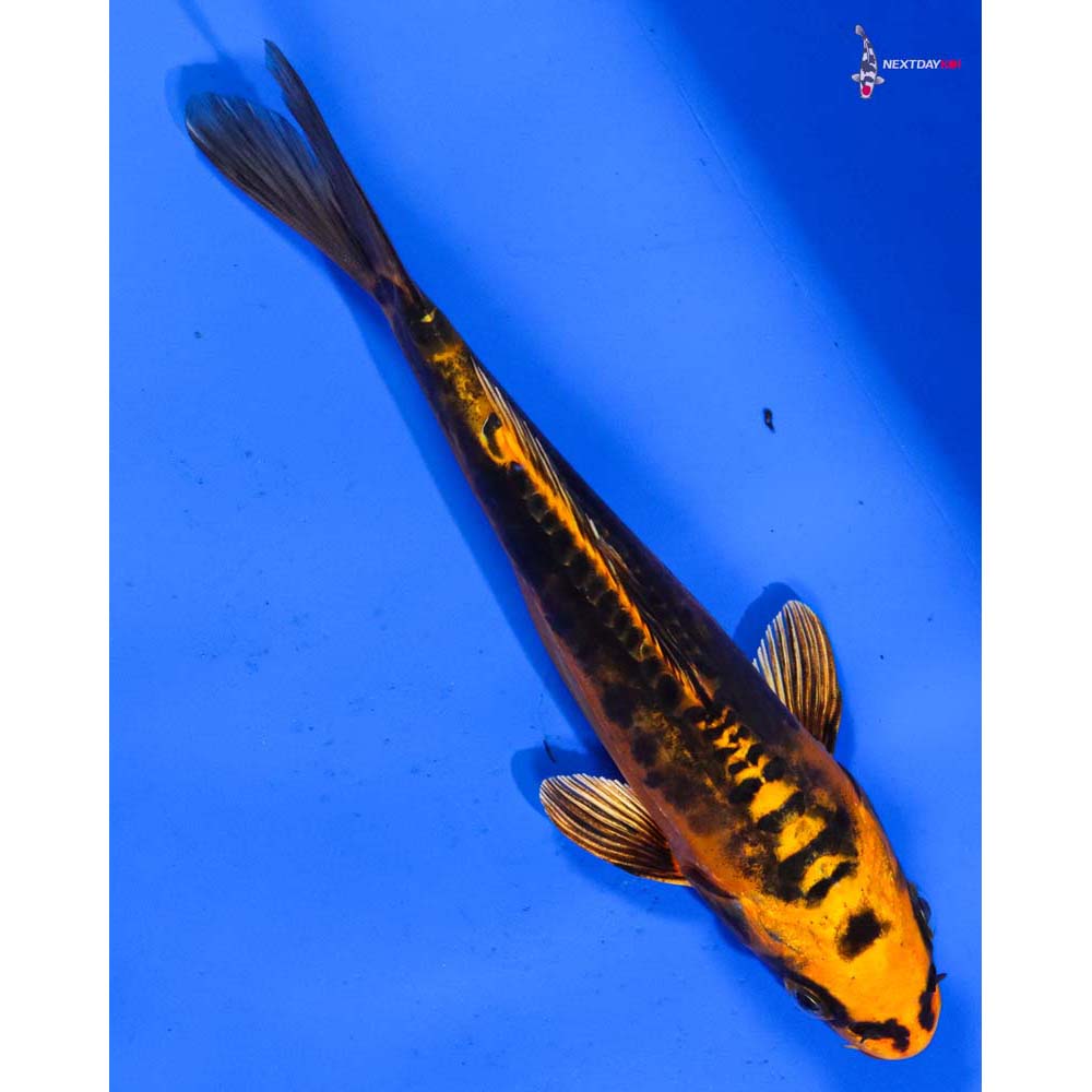 6” Imported Kin Kikokuryu