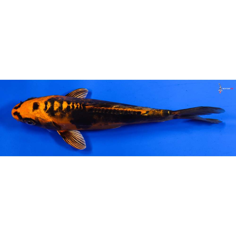 6” Imported Kin Kikokuryu