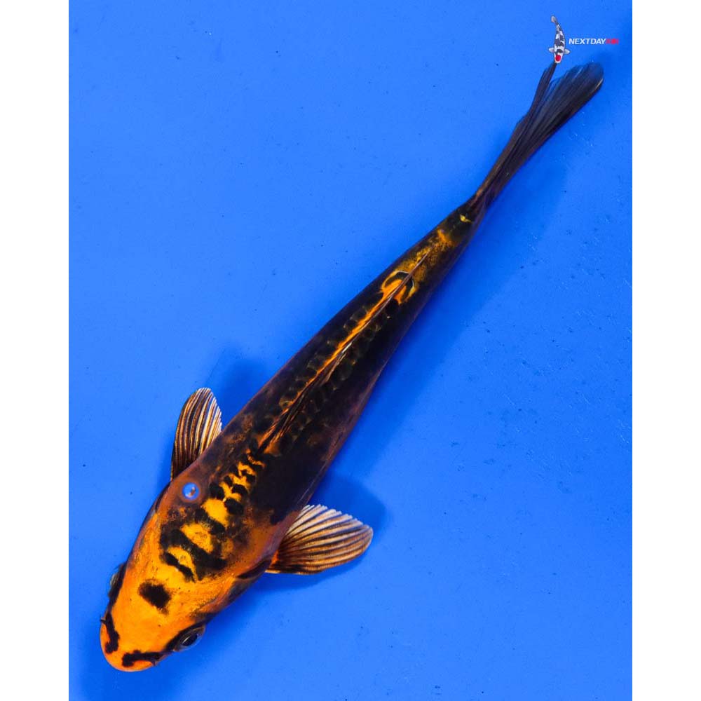 6” Imported Kin Kikokuryu