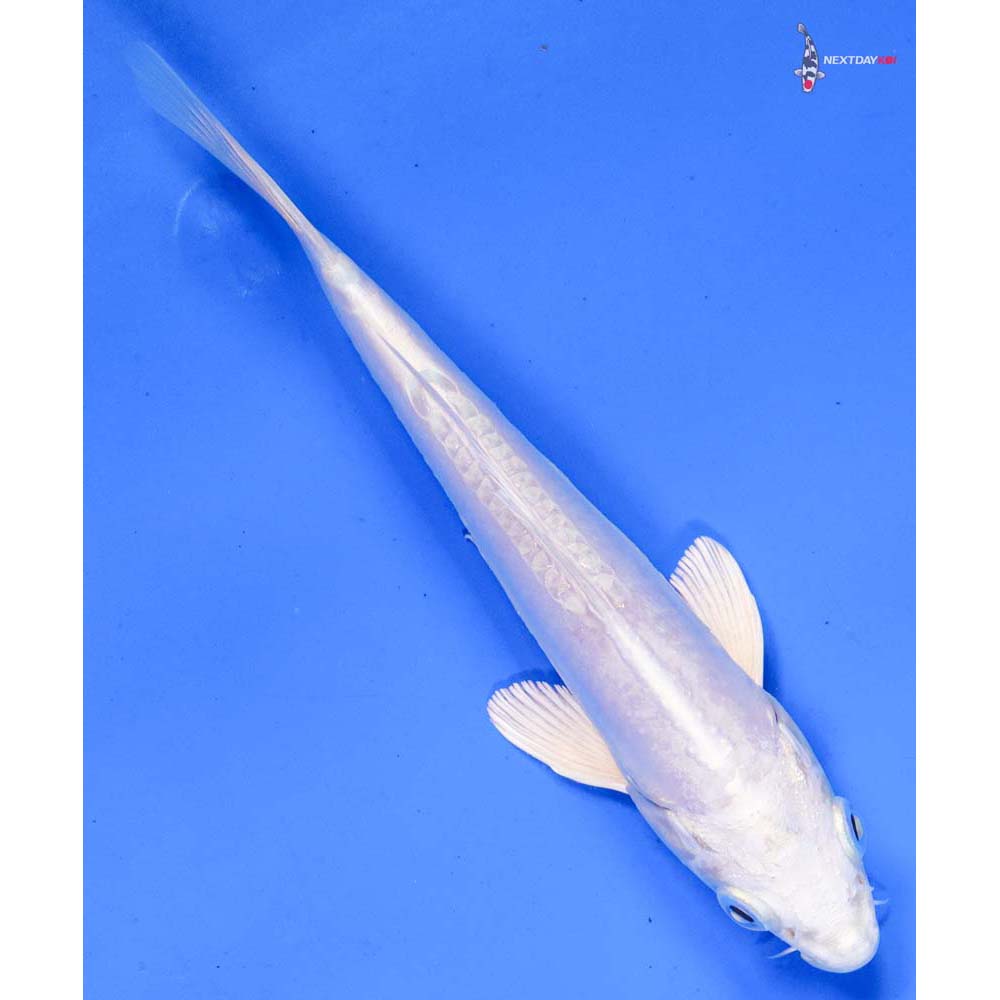 6” Imported Doitsu Platinum Ogon