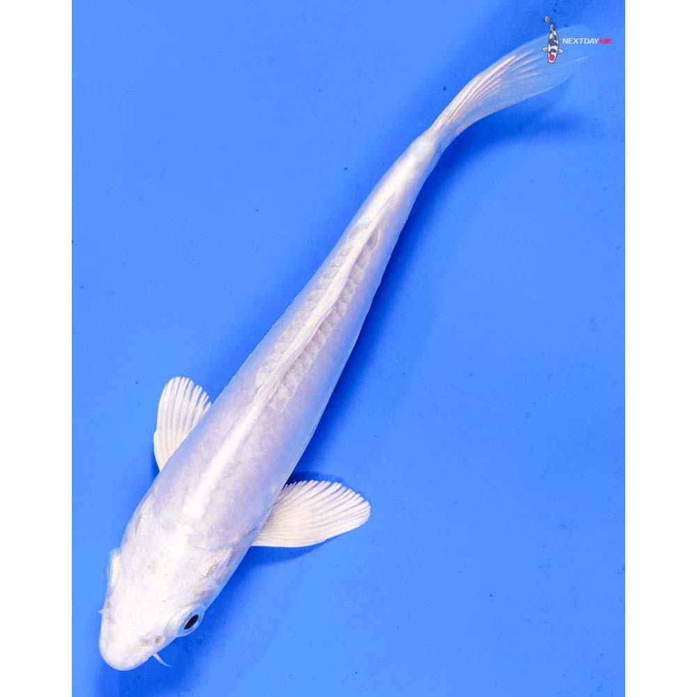 6” Imported Doitsu Platinum Ogon