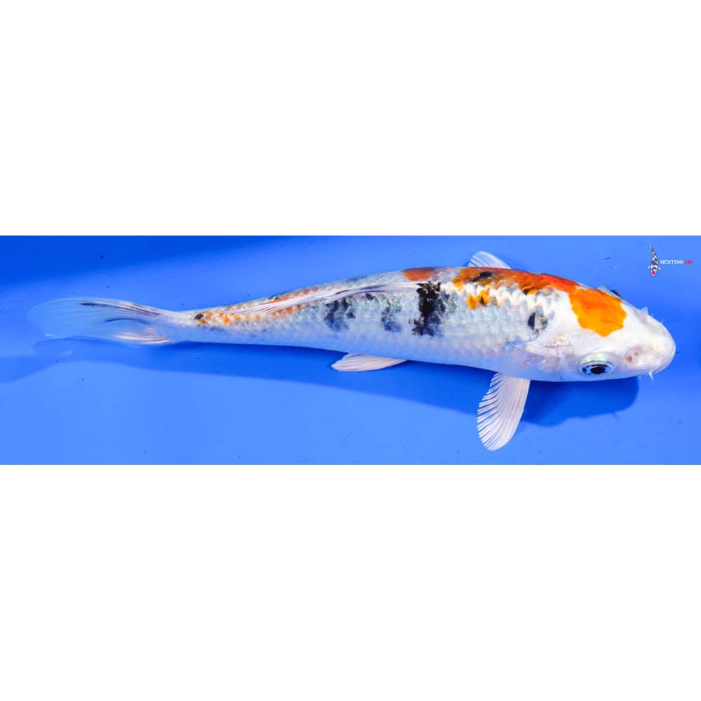 7” Imported Yamato Nishiki