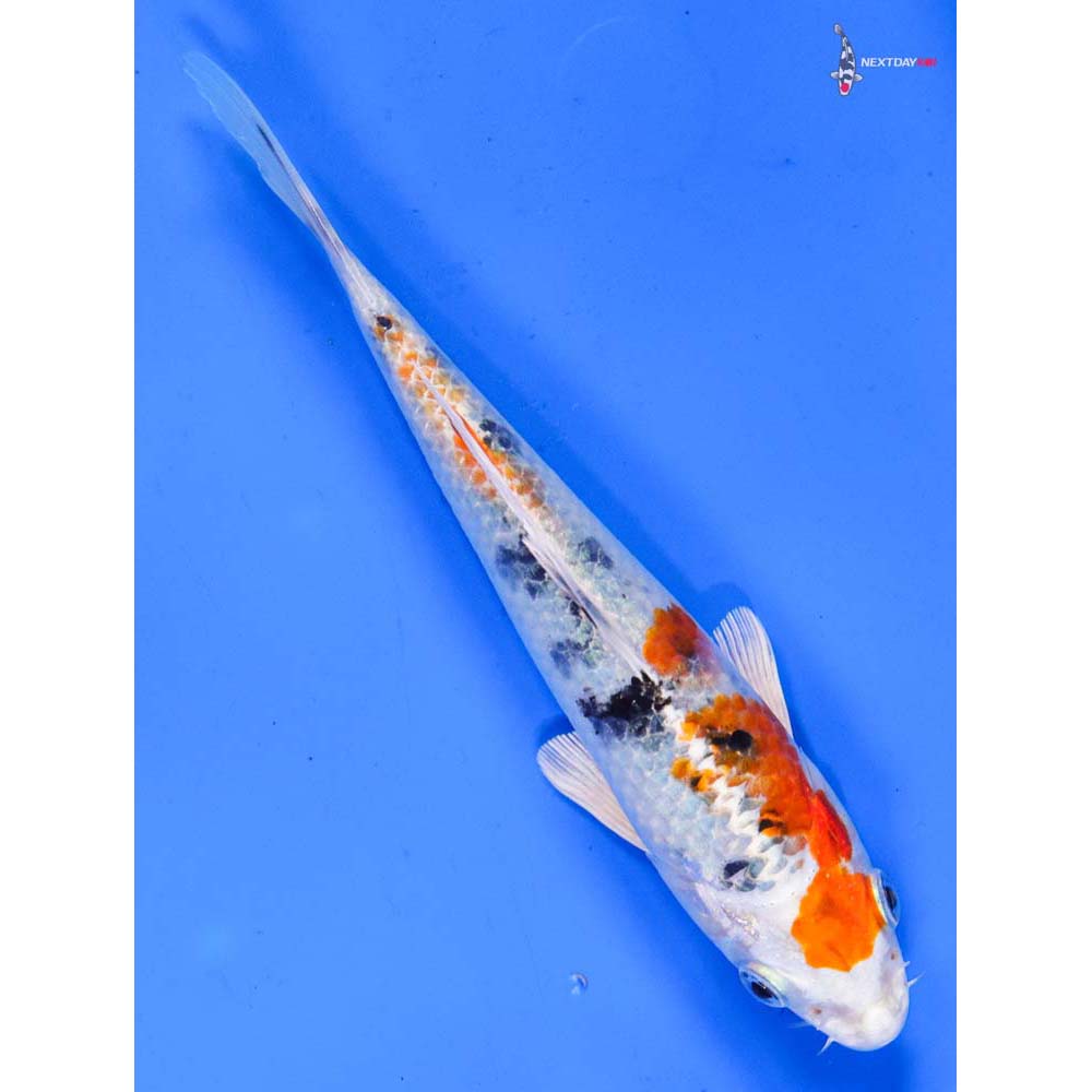 7” Imported Yamato Nishiki