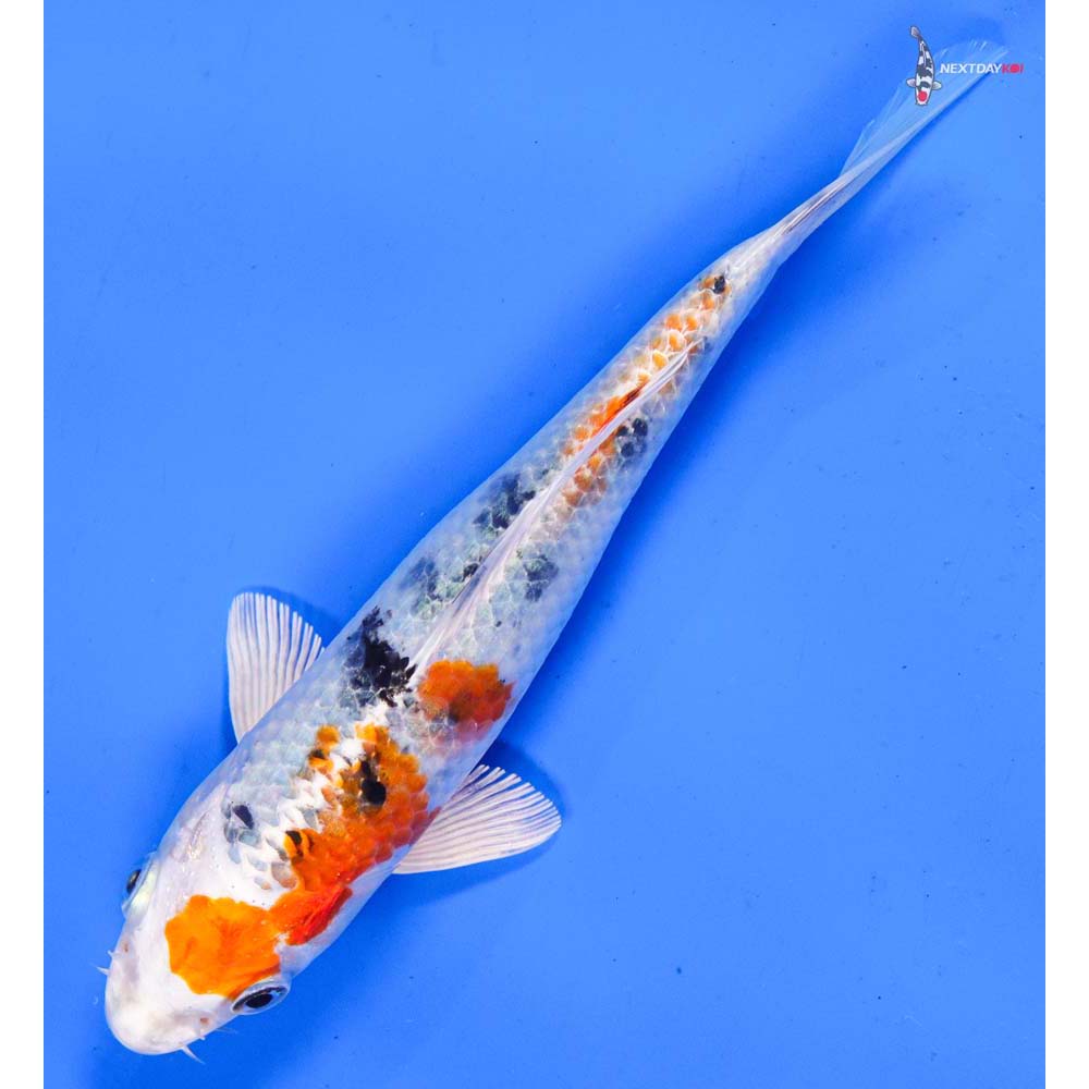 7” Imported Yamato Nishiki