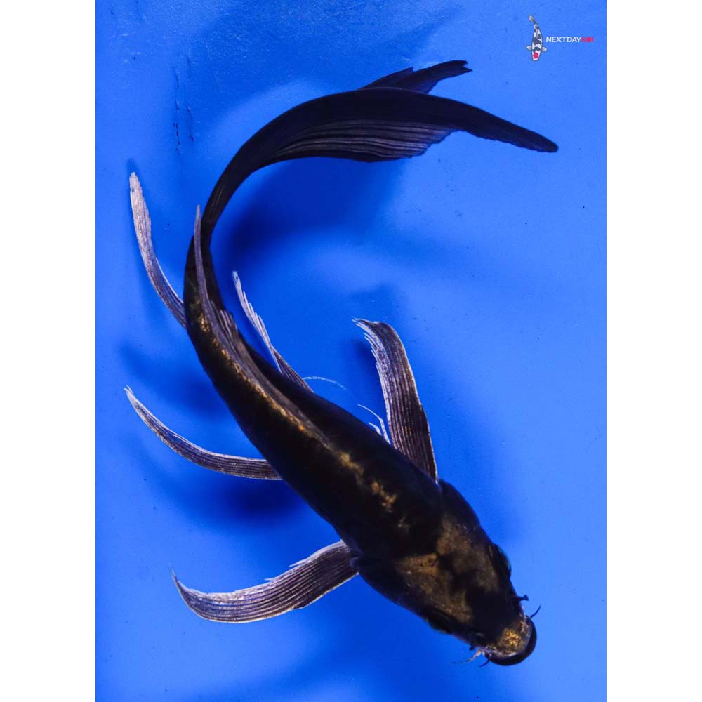 8” Imported Kin Kikokuryu Butterfly Koi