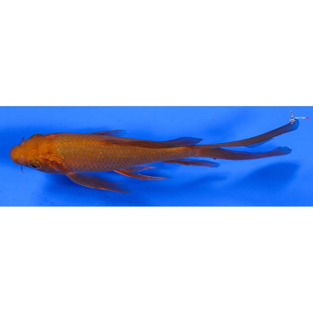 6” Imported Chagoi Butterfly Koi