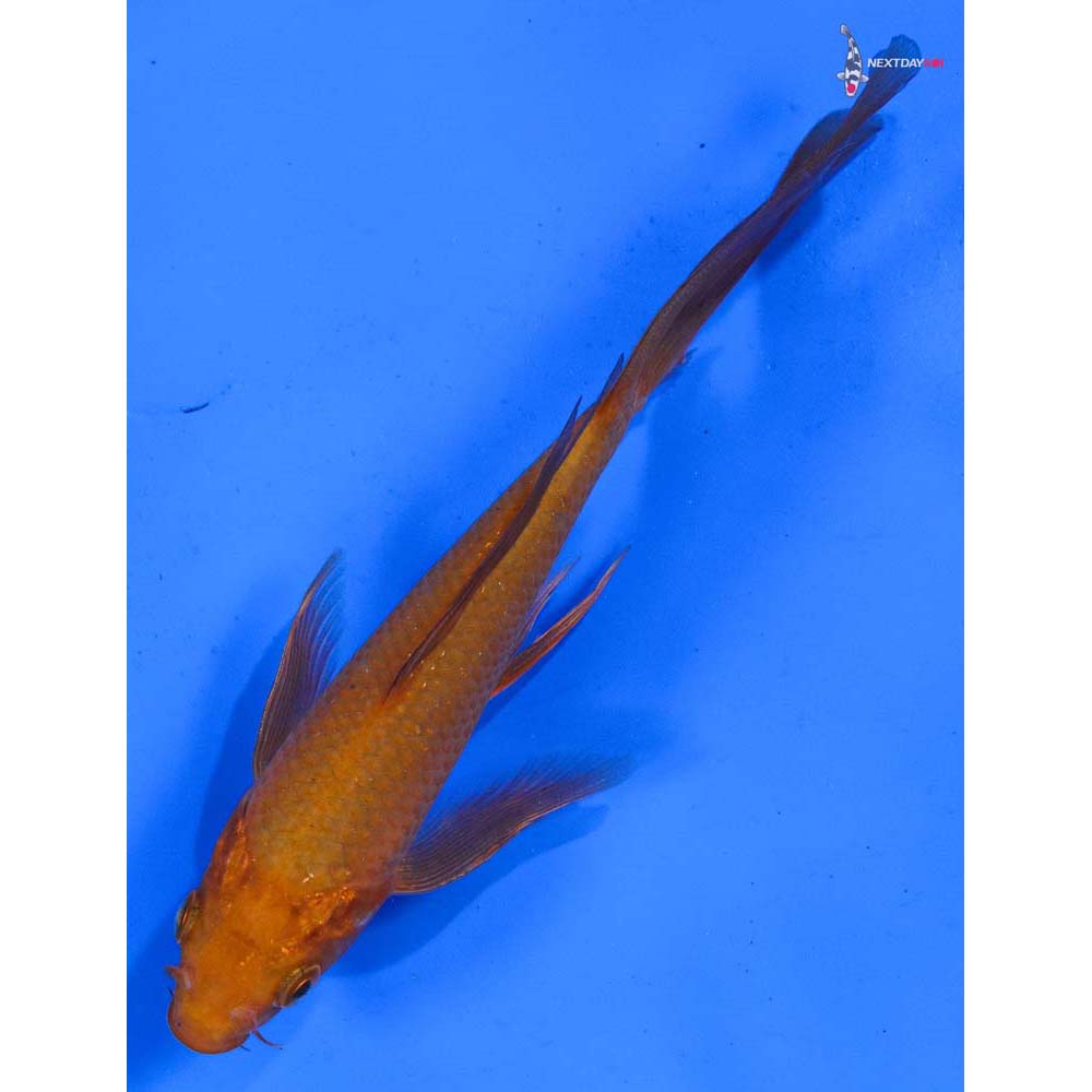 6” Imported Chagoi Butterfly Koi
