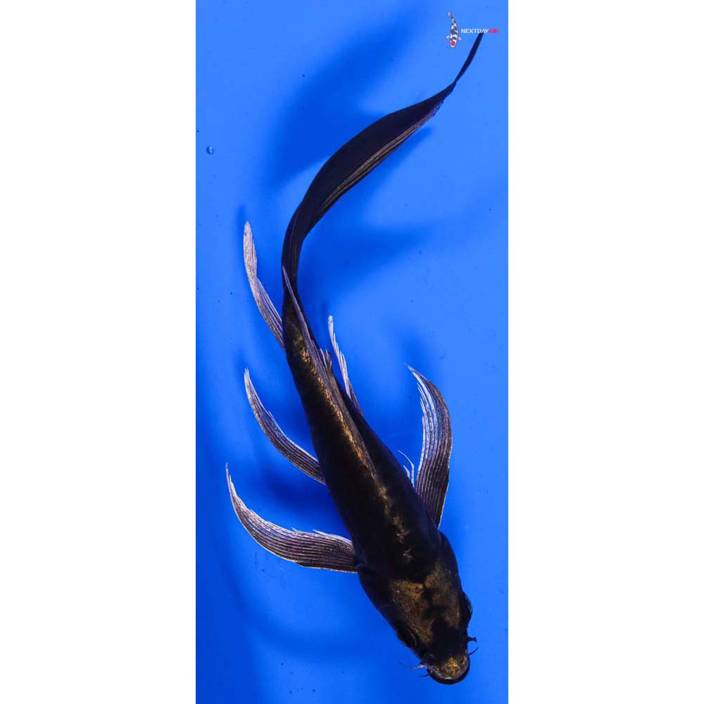 8” Imported Kin Kikokuryu Butterfly Koi