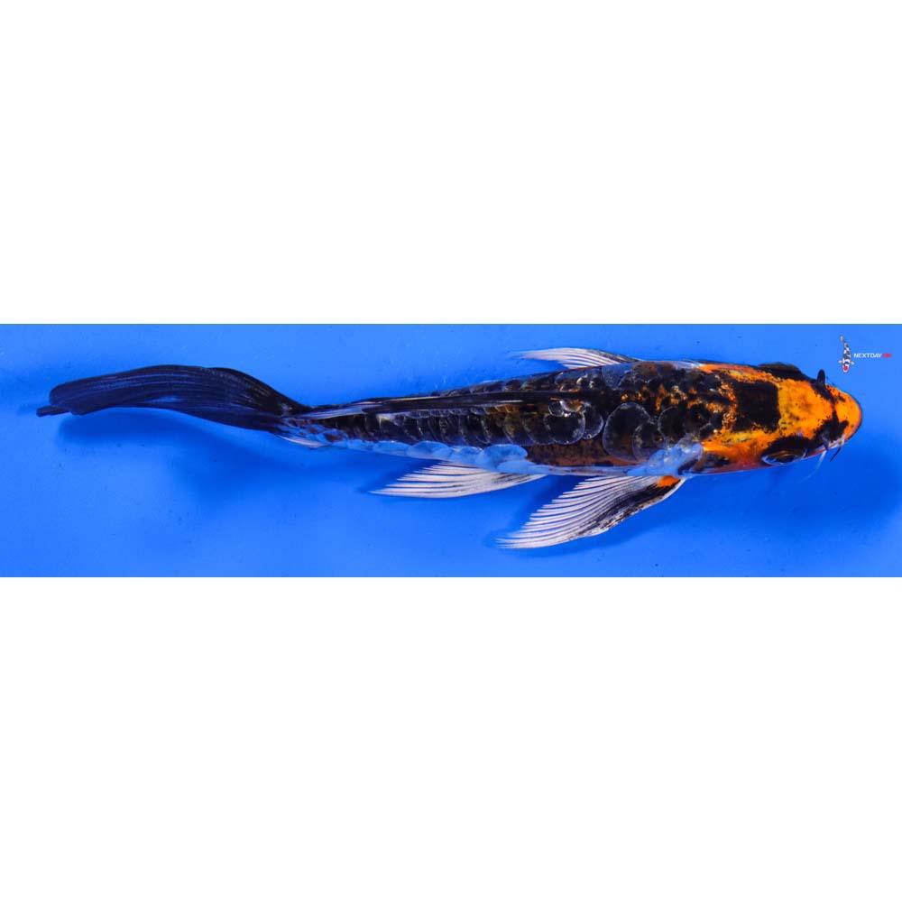 6” Imported Doitsu Kujaku Butterfly Koi