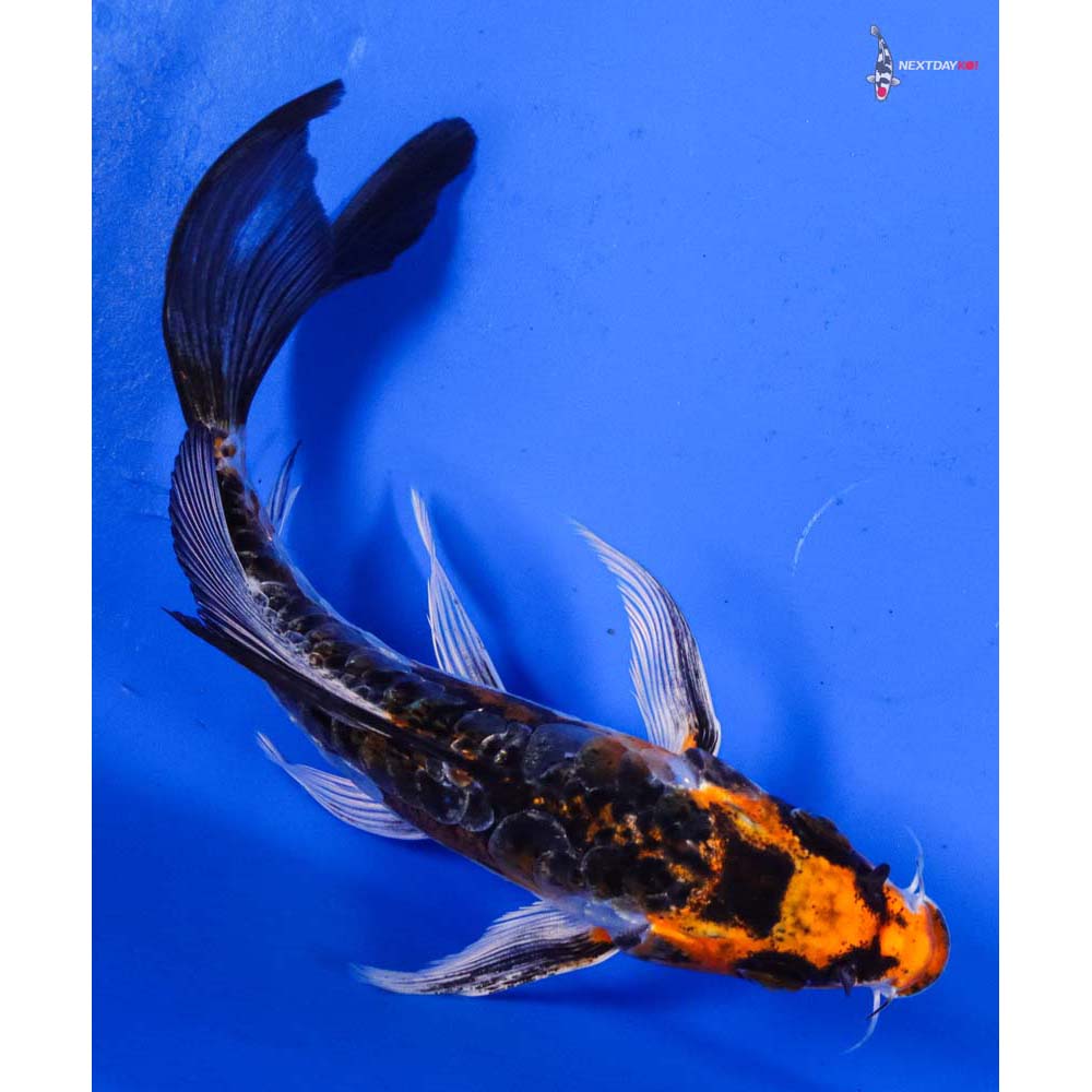 6” Imported Doitsu Kujaku Butterfly Koi