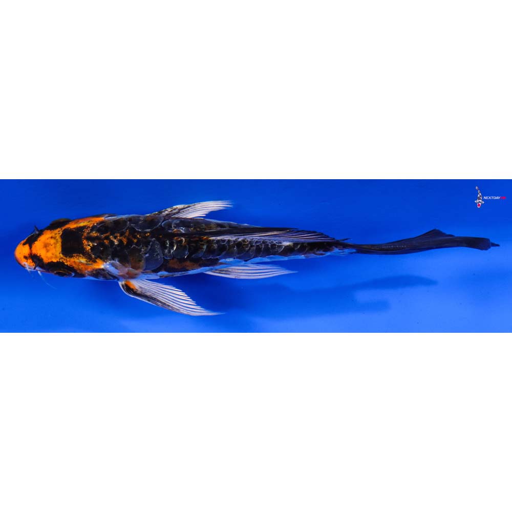 6” Imported Doitsu Kujaku Butterfly Koi