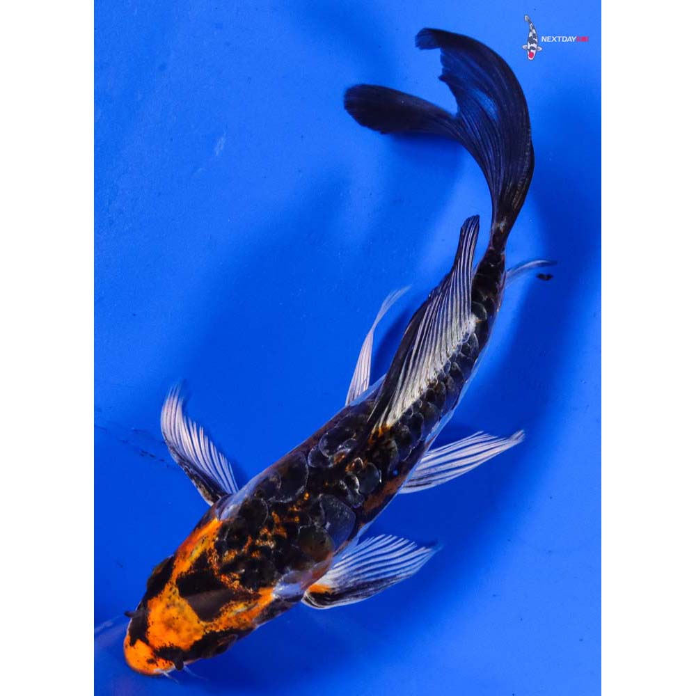 6” Imported Doitsu Kujaku Butterfly Koi